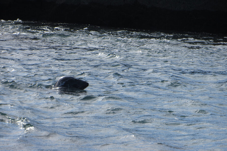 Visit the Seals